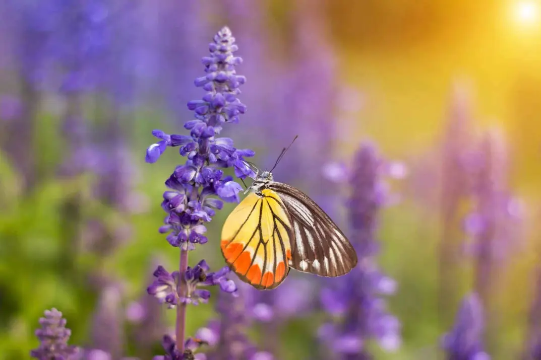 Bunter Schmetterling auf Flieder