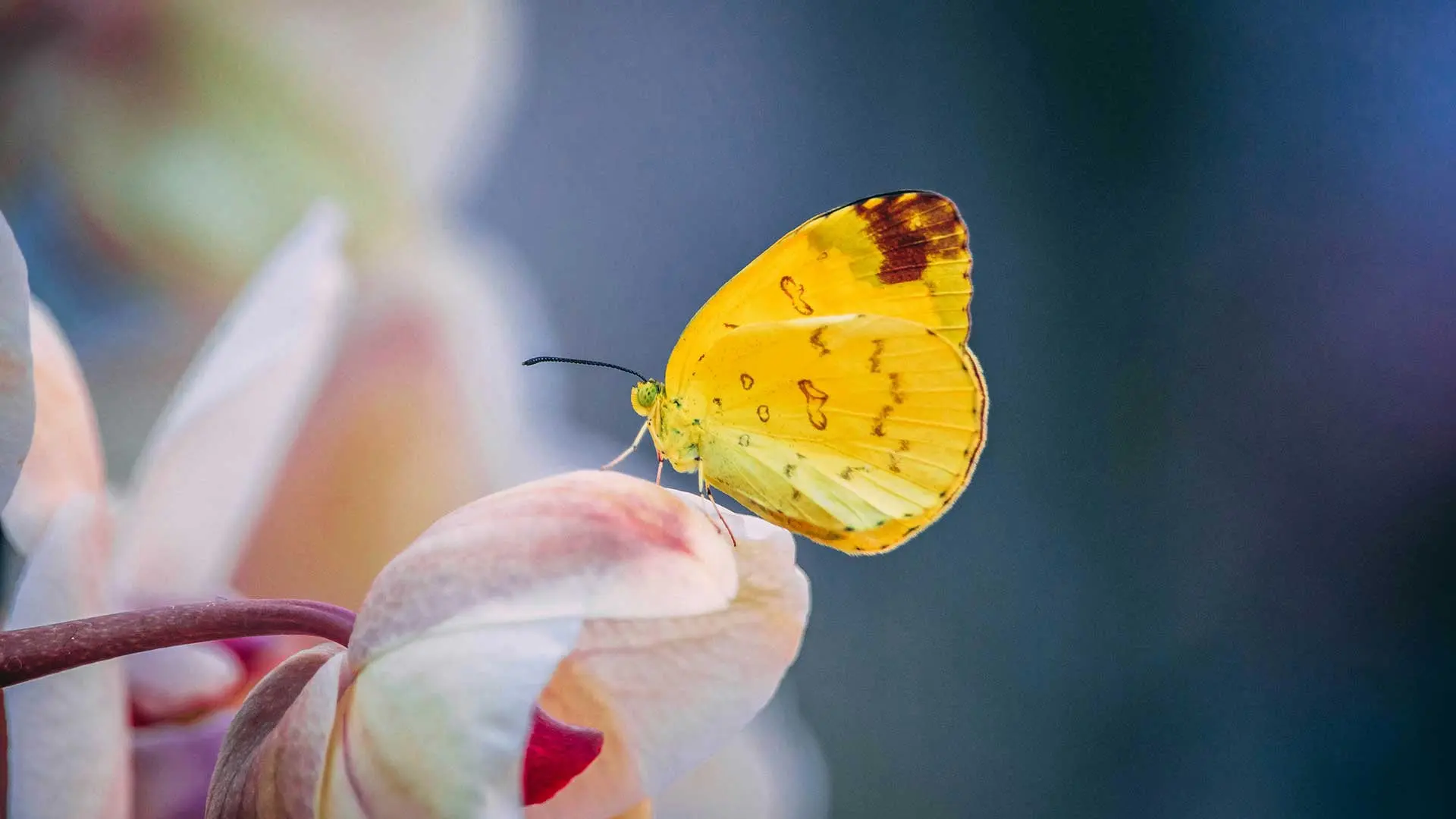 Nahaufnahme von gelben Schmetterling